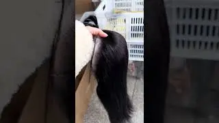 18&rdquo; Straight Wig | #fok #wigfactory #factorywigs #pizazzhair