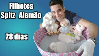 Filhote de Spitz Alemão com 28 dias