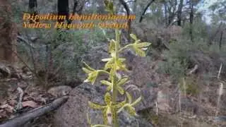 A Few Victorian Orchids - Australian Native Orchids