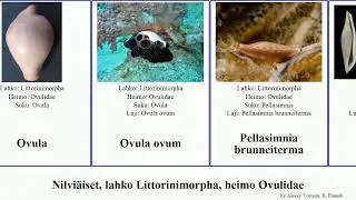 Nilvi&auml;iset, lahko Littorinimorpha, heimo Ovulidae stigma ovum mollusca Dentiovula Pellasimnia Dan