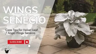 Why #angelwings  Senecio Is the MUST-HAVE #plant  of 2024