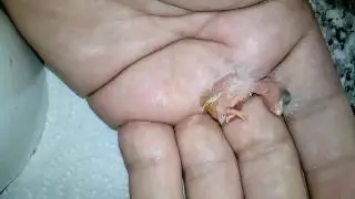 Comment sauver un bébé oiseau