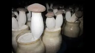 Mitrofresh. MY ERYNGII FARM IN LIPJAN, KOSOVO