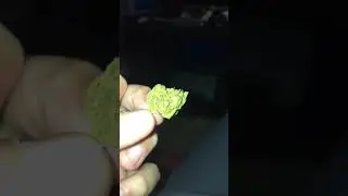 Ounce of Lemon Kush💯🔥