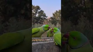 Peaceful Wild Parrot Sounds 🦜 | Natural Morning Bird Ambience