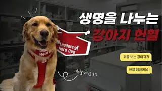 강아지 헌혈하는 날 🐶🩸｜작은 용기가 생명을 살려요
