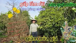 🌲29/1☎️Vườn mai ÚT Phương☎️giảo Thủ đức rin🌲giảm giá siêu mềm🌲Xả gấp nguyên vườn 