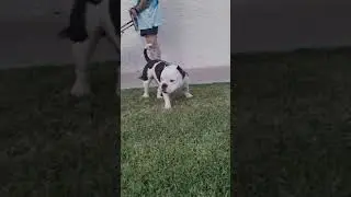 Scarlett the MICRO BULLY  #bullybadasstv #americanbully