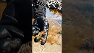 Gold Ring Found on the Beach with Metal Detector! #bestmetaldetector #metaldetecting