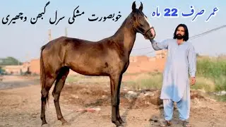 Desi Mushki Gahbhan Sarl Bacheri For Sale | Pakistani Local Horse Breed | Pure Desi Bloodline Horse