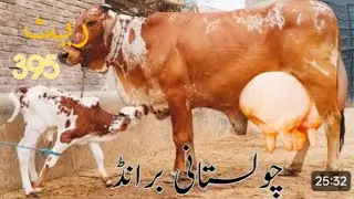 جوڑا تے مل بڑا تھوڑافون 03067684474تاریخ24/1/2026