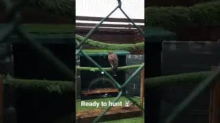 Harris hawks Ready to hunt