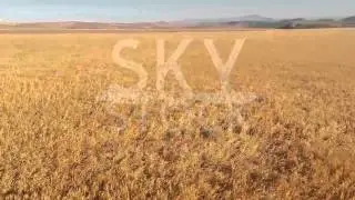 SkyStock.tv - Wheat Field #4 - Horse Heaven Hills, Wa