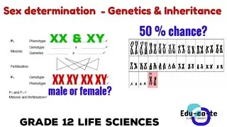 Sex determination - genetics and inheritance grade 12