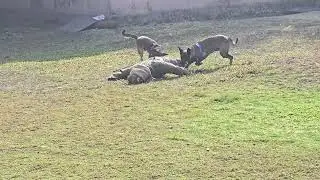 dog's assault and control training belgian melinois