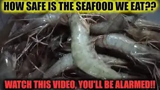 How Safe Is The Seafood We Eat?!? Watch This Video, You'll Be Alarmed!!