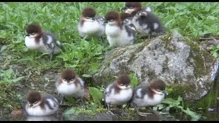 ヒヨコの水面猛ダッシュ　カワアイサ