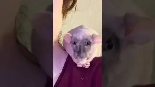 Я люблю, когда крысы просто: 👁️_👁️