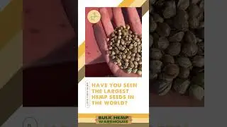 World's Largest Hemp Seeds
