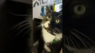 This Hello Fresh delivery was way better than I expected! 🙀 #catshorts #catvideos