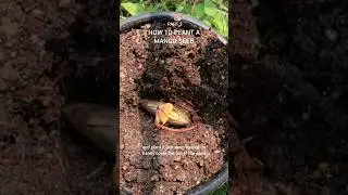 Как посадить косточку манго #садоводство #фруктовыедеревья #растение