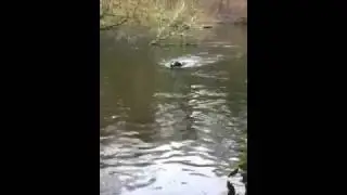 Scraps Swimming in Abbots Pools