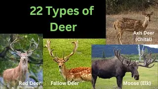 22 Common Deer - Know The Differences | Family Cervidae