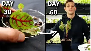 The Beginner's Guide to Growing Sorrel: Fresh Greens All Year Round