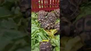 Why Red-Eared Slider Turtles Make Awesome Pets 🐢❤️#turtlefacts#animalshorts#weloveanimals