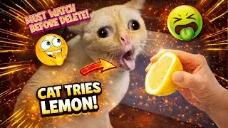 Viral Funny Pet Moments 😱🔥 | You&rsquo;ll Cry Laughing (Must Watch!) 😂