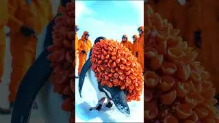 penguin covered in million of red barnacle rescue team helped #short #rescue