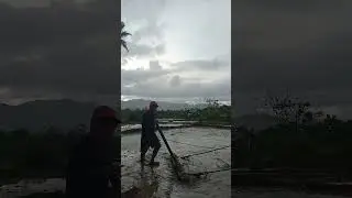 Mano manong pag linis nang taniman nang palay