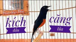 Chòe lửa hót đấu cực căng, kích lửa sau vụ lông ❣ white rumped shama ❣ murai batu ❣ บินหลาดง ❣