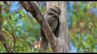 #tawny #tawnyowl is one of #australia most #fascinating #birds ❤️ #nature #photography #wildlife