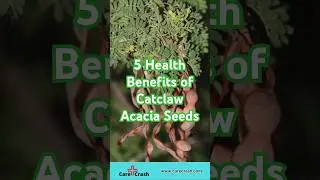 5 Health Benefits of Catclaw Acacia Seeds | #carecrash