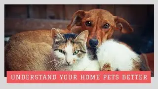 Paws & Principles: The Ethics of Pet Ownership | Philosophy, Ethics & Ownership | #petownership