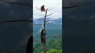 This Monkey's is Genius Or Dumb? You Decide! Watch the wild trick #animals #funny #viral