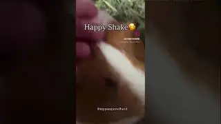 Winnie&rsquo;s happy shake means one thing&mdash;hay is here! #HayTime #PiggyShake #HappyPiggie #cavylife
