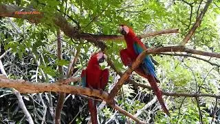 Red-and-Green Macaw Decided Couple Discussing Relationship (Ara chloropterus), Arara-vermelha