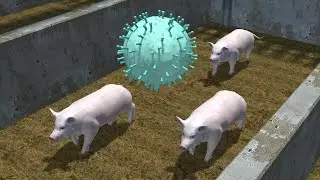 Gene-edited pigs resistant to deadly PRRS virus