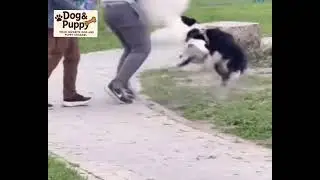 Dog fights: keep them on a leash!