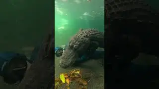 crazy man playing crocodiles#animals #shorts