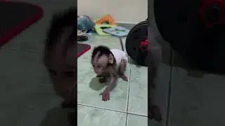 Monkeys  cry because they eat spicy food