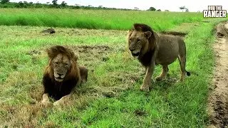 Архивные кадры Lion: Макулу Мапого и Mr.T