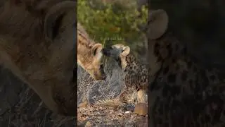Witness Baby Hyena Bond | Calming Nature Sounds | Peaceful Earth #Shorts