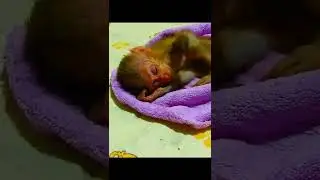 Poor Eli Monkey​​ head lice