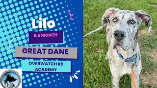 Lilo | 5.5 Month Old Great Dane | 14 Day Advanced Training Program | Leash Manners | Leave I￼t | 