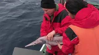 Dave Ebert Searching for Lost Sharks
