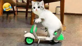 Funny Pet Moments Make Your Day Brighten #57