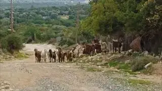 Goats on our driveway when returning home  - Compare town scenes to our rural location in Cyprus